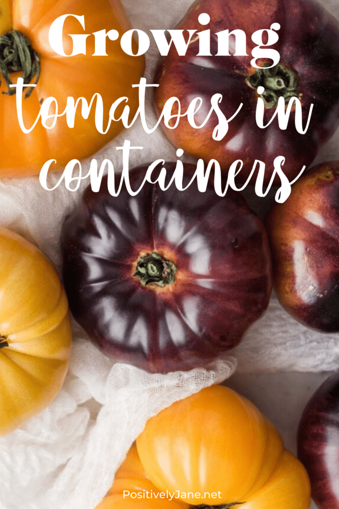 colorful heirloom tomatoes laying on a counter | how to grow tomatoes in containers | Positively Jane