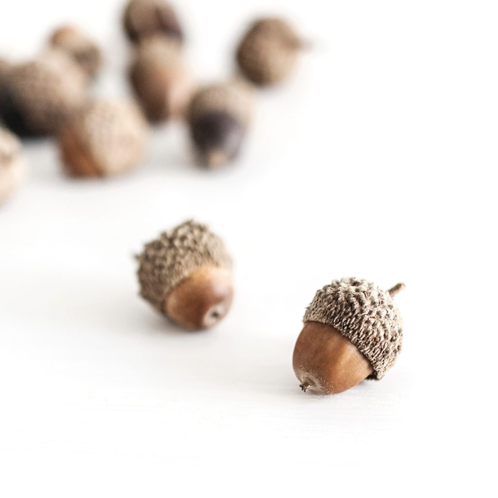 acorns scattered on a white table autumn blessings  | Positively Jane