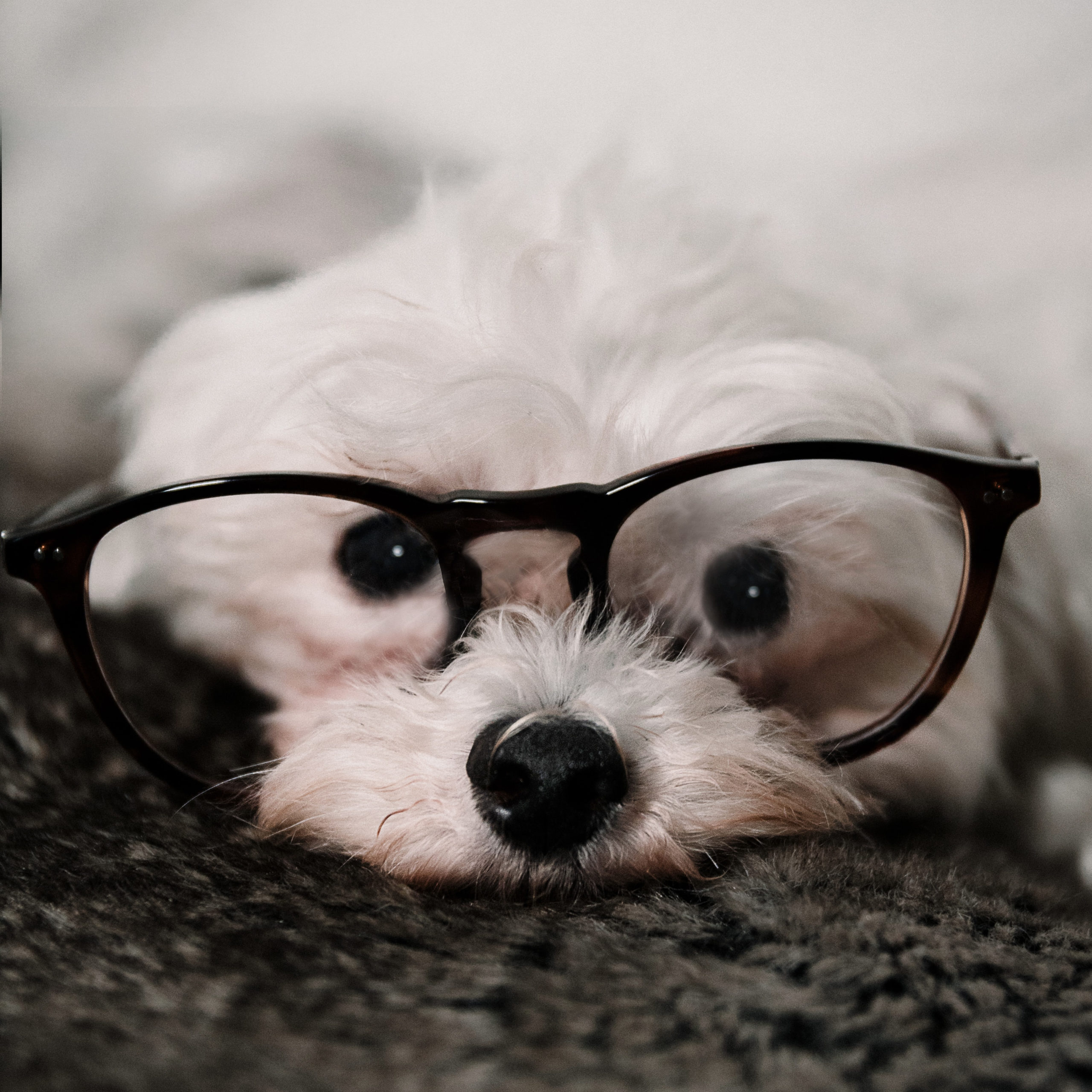 small white dog wearing glasses